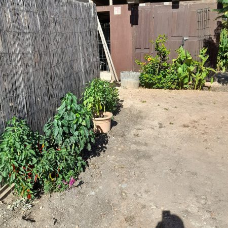 Jardin de verduras.